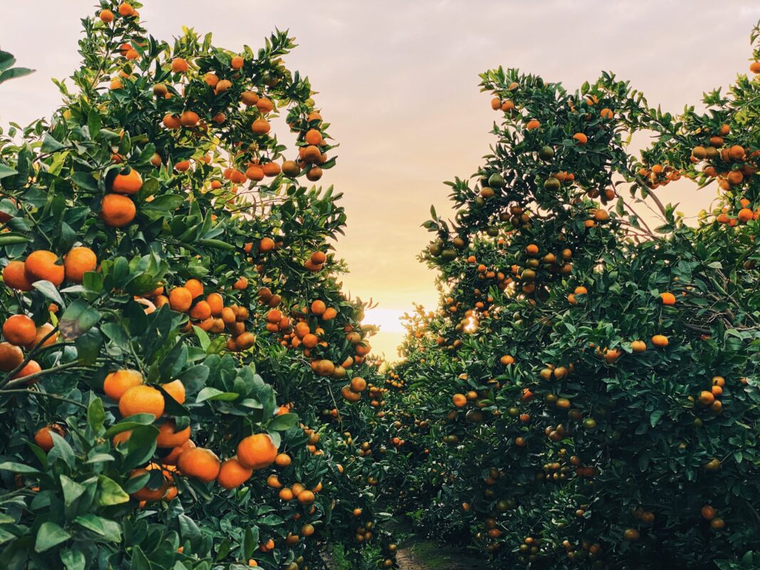 Babylonstoren