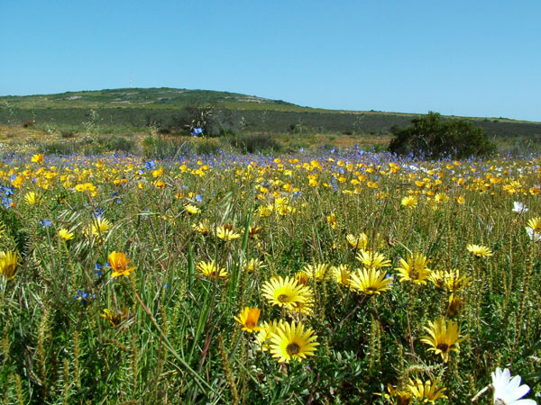 Cape Town bursts into bloom