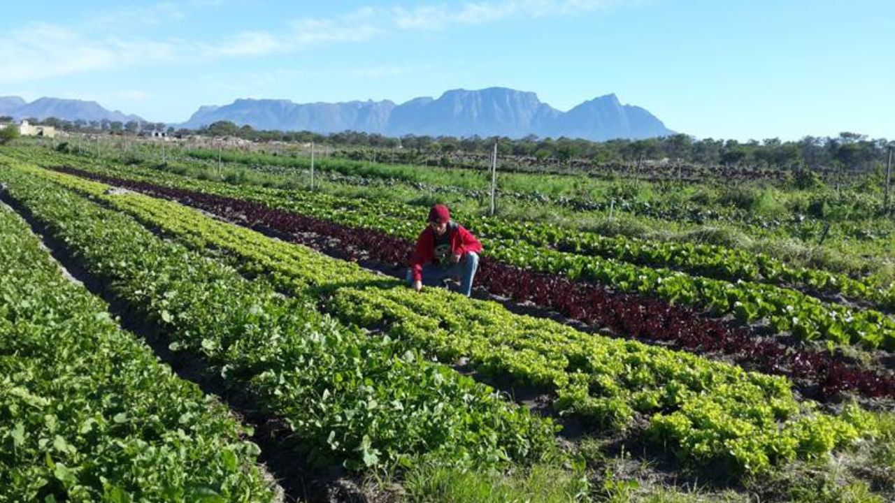 Food Indaba 2026