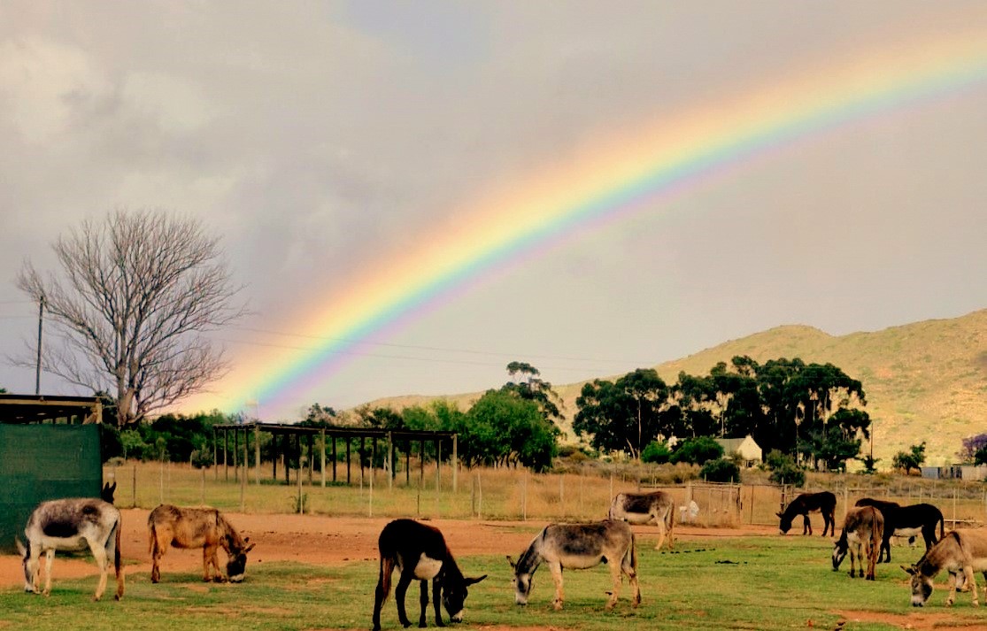 Eseltjiesrus Donkey Sanctuary