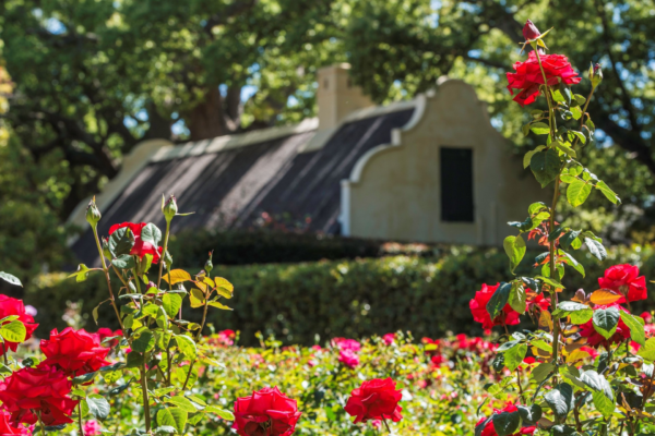 Vergelegen’s Spectacular Spring Gardens