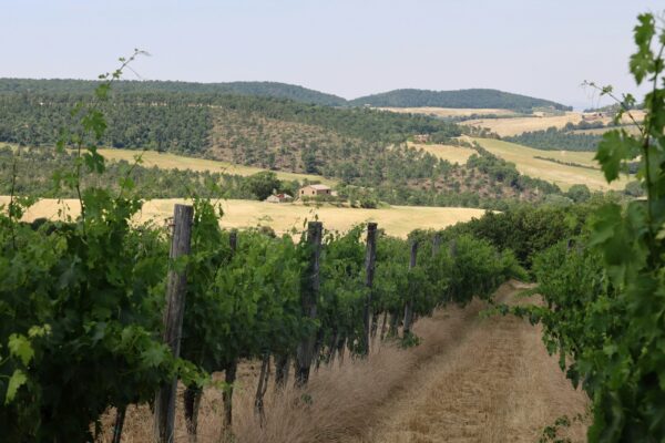Wine Tourism